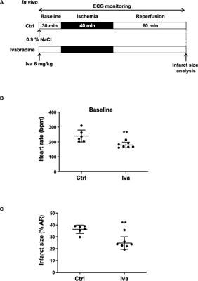 Heart rate reduction after genetic ablation of L-type Cav1.3 channels induces cardioprotection against ischemia-reperfusion injury